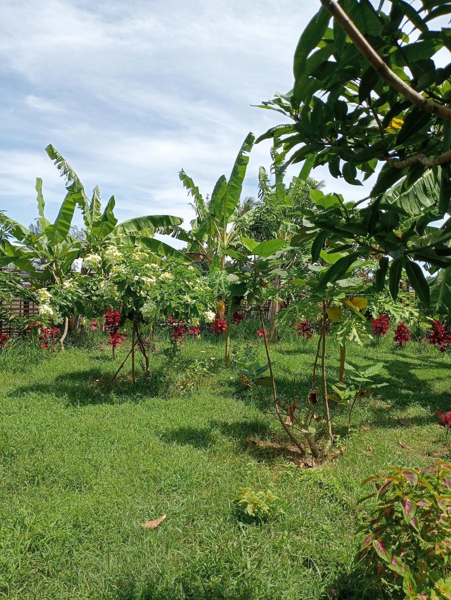 The Daun Puntik Homestay Pemenang Buitenkant foto
