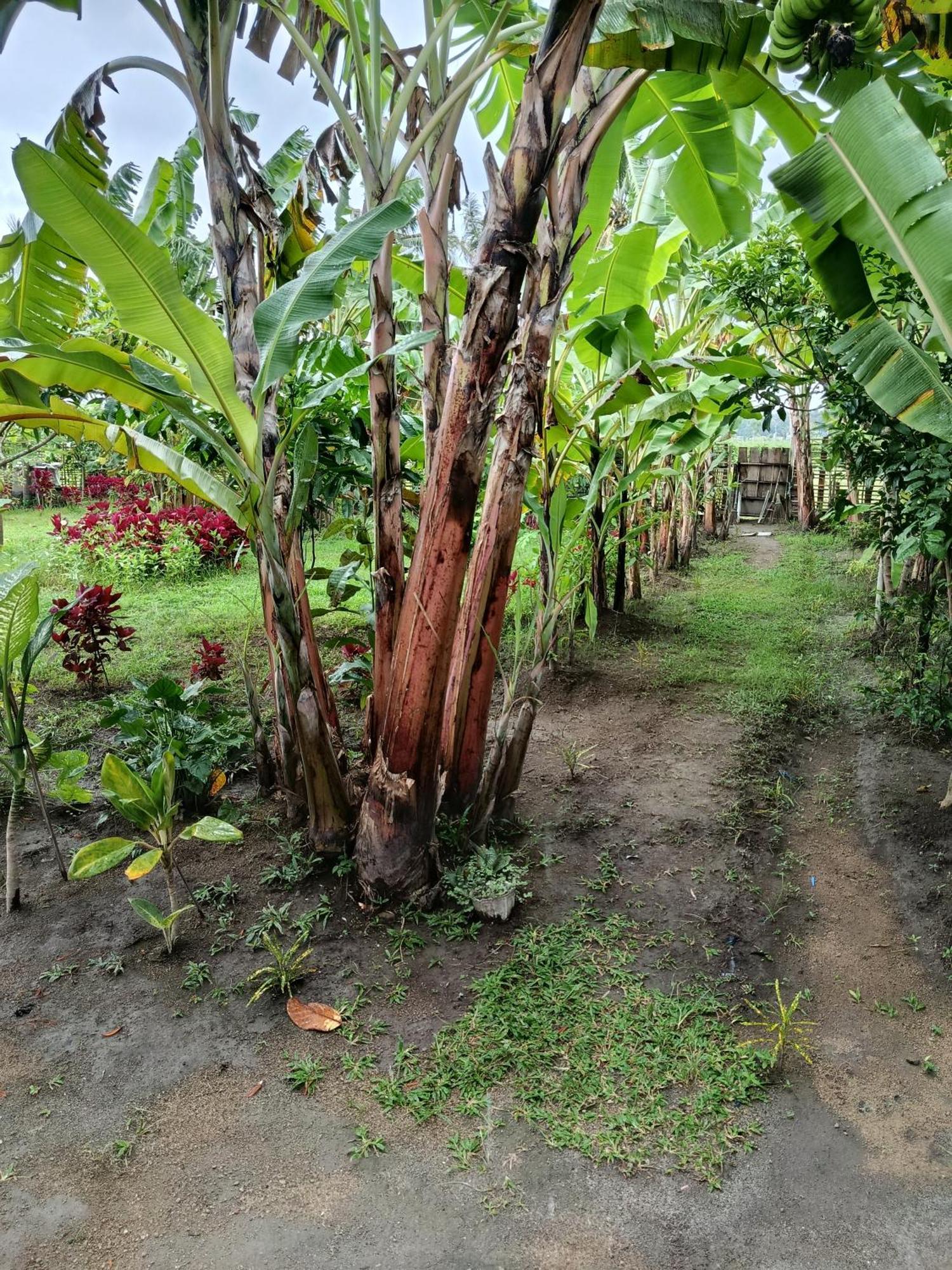 The Daun Puntik Homestay Pemenang Buitenkant foto